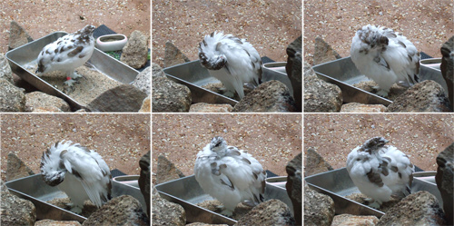 雷鳥カワイイヨ雷鳥 の写真2