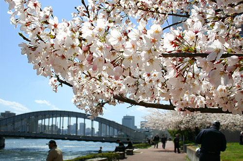 勝どき橋と桜の写真