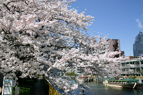 運河の桜の写真