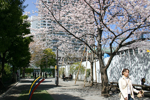 公園の桜の写真