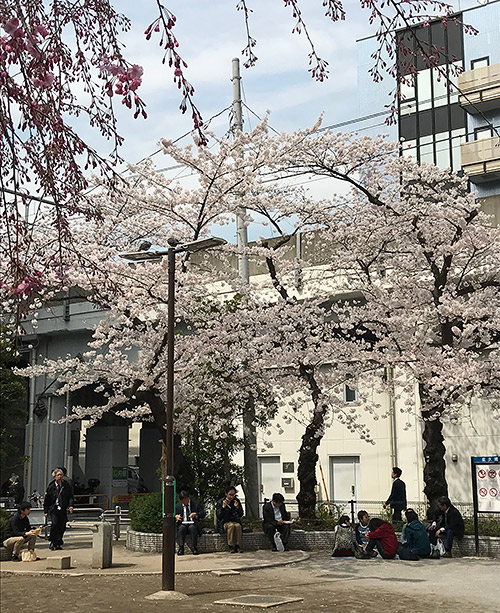 秋葉原の桜 2018