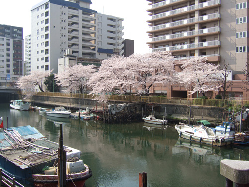 川縁の桜のステキな写真
