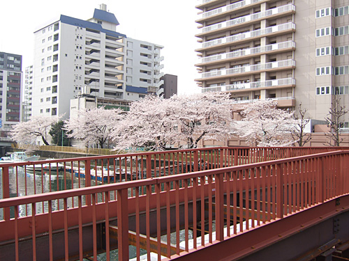川縁の桜のステキな写真