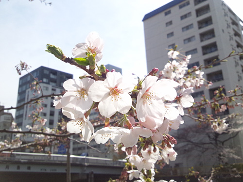 川縁の桜のステキな写真