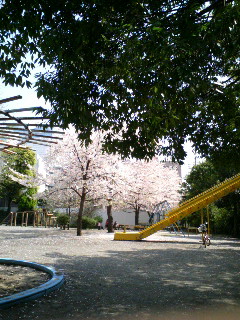 公園の桜