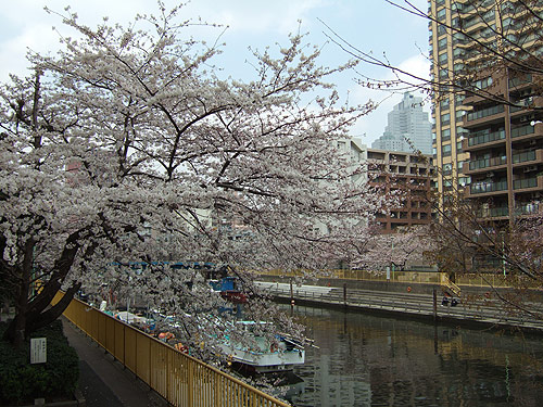 勝どきの桜2008