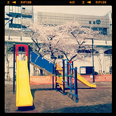 　佐久間公園の桜