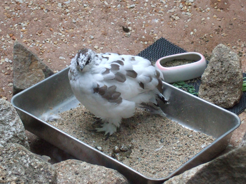 雷鳥カワイイヨ雷鳥 の写真